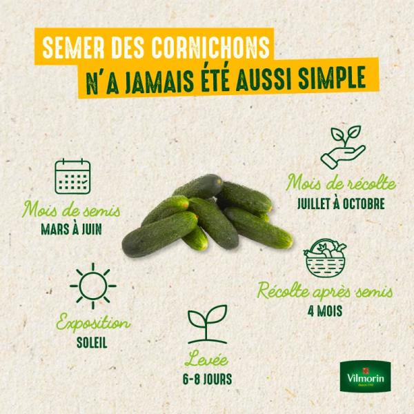 Potagères - Cornichon Hokus HF1 - BIO - image